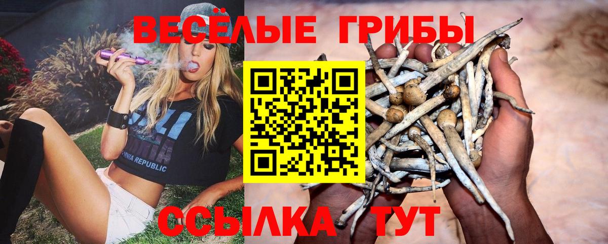 Богданович  Галлюциногенные грибы прущие грибы  Вход с VPN  Псилоцибиновые грибы GOLDEN TEACHER 